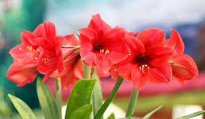 Amaryllis flowers stock photos and images (3,186). Amaryllis Flower Floraqueen