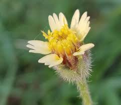 Image result for Tridax