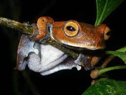 vampire flying frog アマガエル 小さな生き物 カエル