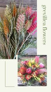 The name of the grevillea flower comes from a famous british contributor of the world of horticulture, the famous charles francis greville, a close friend of the distinguished sir joseph banks, both of. 24 Grevillea Ideas Australian Native Plants Australian Wildflowers Australian Flora