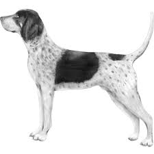 The ticking coloring doesn't show up until the puppy reaches a few weeks of age, and becomes more noticeable as the puppy grows. Bluetick Coonhounds Dog Breed Info Photos Common Names And More Embarkvet