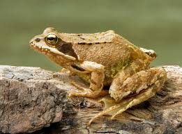 Froschlaich laich grasfrosch frosch natur wasser teich kaulquappen laichen amphibien. Grasfrosch Wikipedia