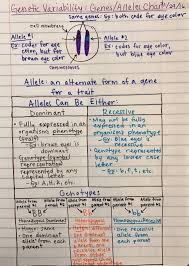 Allele, gene locus, and chromosome.be sure to draw arrows to specify where you are labeling! Mrs Paul Biology Advanced 2016 2017 Biology Notes
