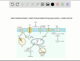 We did not find results for: Solved Apoptotic Death Of A Cell May Include All Of The Following Except A Iysis Of The Cell Membrane With Inflammatio