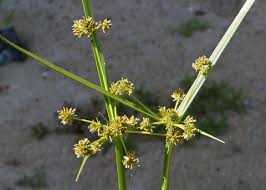 Image result for Cyperus difformis