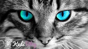 kediler nasil gorur kedi blog