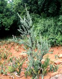 Image result for Sesamothamnus lugardii