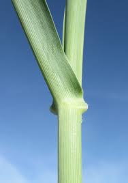 Image result for Panicum coloratum