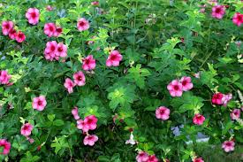Pin On Flowers For My Garden