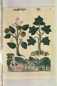 Medieval Manuscripts Vol Iii Botanical Illustration Botanical Drawings Botanical Art
