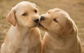 Save big on the pet supplies that your customer's need. Best 8 Distributors For Wholesale Pet Supplies