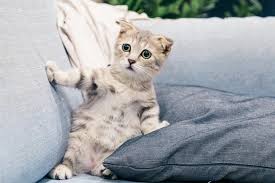 Nama seseorang atau nama usaha juga seringkali diganti oleh karena ejaan yang susah diingat atau diucapkan. 225 Nama Kucing Dan Artinya Yang Bagus Dan Modern Mamikos Info
