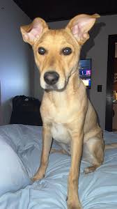 What are good pet groomers in Wilson, NC?