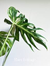 Image result for Mostuea