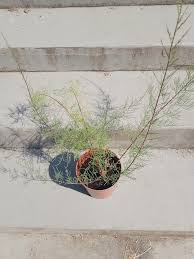 Image result for Grona ramosissima