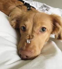 Ariana grande's stunning wedding dress: 6 Tips To Help A Guy Buy An Engagement Ring Animals Puppies Cute Animals