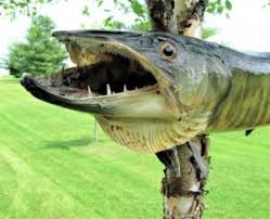 Question What Is The Largest Muskie Caught In Canada The