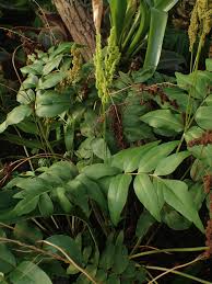 Image result for Anemiaceae