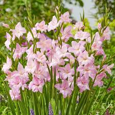 Image result for Gladiolus hollandii