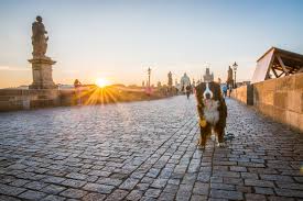 About prague zoological garden is situated near the center of the czech capital, in a unique rugged landscape on the bank of the vltava river. Prag Die Stadt Fur Fruhaufsteher Hundterwegs