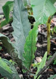 We are going to add another pretty alocasia for our beloved readers. Alocasia Lauterbachiana Purple Sword Alocasia