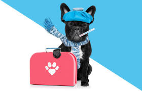 24petwatch® pet insurance programs are underwritten by the north river insurance company, rated a (excellent) by am best 2019, an underwriting company of crum. Visual Identity Development For Health For Pet A Health Care Insurance Company For Cats And Dogsgli Health Care Insurance Maltese Puppy Care Pet Insurance Cost