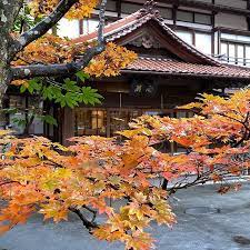おはようございます雨は降っていないのですが湿っぽい曇りの会津です遅めの紅葉が向瀧中庭を染めています11月も半分が過ぎてしまいました会津若松市にはまだ雪予報は出ていませんがそろそろ スタッドレスタイヤに交換時期ですねいつ交換しますか japantrip vi fall