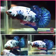 Betta Fish Betta Fish Ideas Bettafish Fishbetta Live Betta Fish Female Marbled Dalmatain Halfmoon Plakat Hmpk 3396 28 00 End Dat Betta Fish Betta Fish