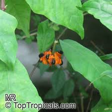 Image result for Turraea robusta
