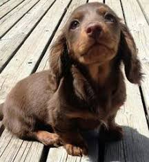 Pets As Gifts Good Intentions Bad Idea Dachshund Puppies Pets Cute Dogs