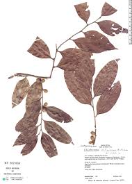 Image result for Chaetocarpus