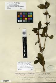 Image result for Dyschoriste thunbergiiflora