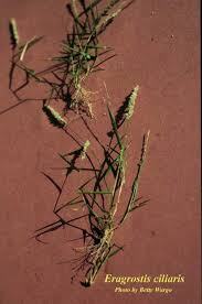 Image result for Eragrostis