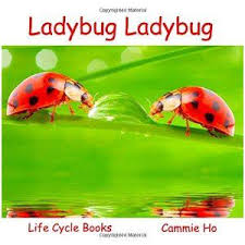 Book Review Of Ladybug Ladybug Life Cycle Books Ladybug Life Cycle Life Cycles