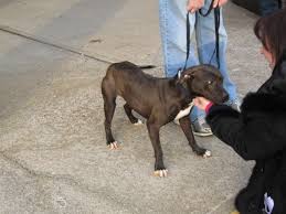 Thanks to our amazing volunteers, we were able to save hundreds of dogs and puppies from being euthanized last year. Charlie The Pit Bull Finds Refuge On Long Island Smithtown Ny Patch