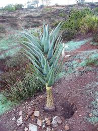 Image result for Aloe bukobana