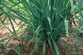 Image result for Setaria longiseta