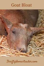 Baking soda (sodium bicarbonate) is a chemical leavener, which means it's something you use in baked. Goat Bloat The Thrifty Homesteader