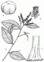 Image result for Klainedoxa