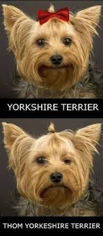 Thom York What S So Funny Yorkshire Terrier Yorkshire