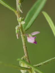 Image result for Polygala erioptera