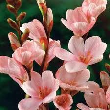 Image result for Tritonia