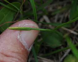 Image result for Ophioglossum vulgatum