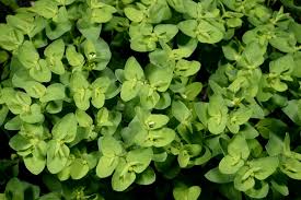 Image result for Euphorbia inaequilatera