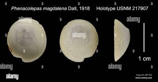 Image result for Triceratella drummondii