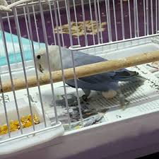 If it runs away, take your hand out. Lovebirds Egg Laying Process A Personal Experience Pethelpful