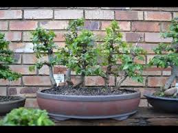 Image result for Dovyalis zeyheri