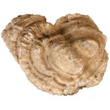 Image result for Pentarhopalopilia