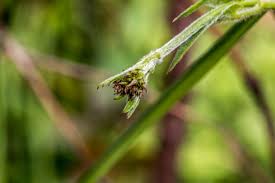 Image result for Riocreuxia