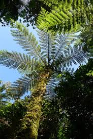 Image result for Cyphia erecta